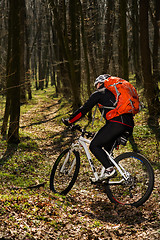 Image showing Cyclist Riding the Bike on a Trail in Summer Forest