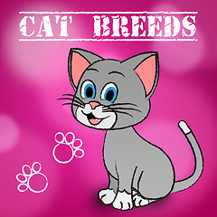 Image showing Cat Breeds Shows Bred Pets And Kitty