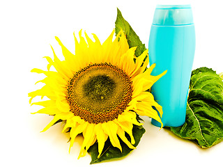 Image showing Sunflower