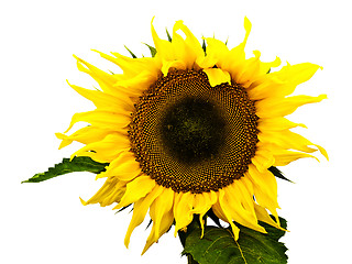 Image showing Sunflower