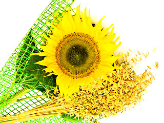 Image showing Sunflower And Oats