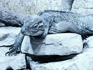 Image showing Iguana 