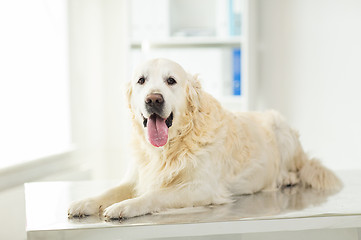 Image showing close up of golden retriever dog at vet clinic