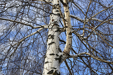 Image showing Trunk and branches of birch tree 