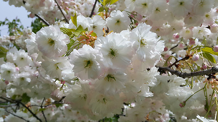 Image showing Branch of spring tree with beautiful white flowers