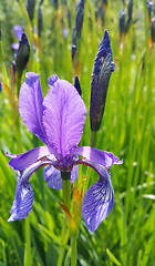 Image showing Beautiful Iris flower 