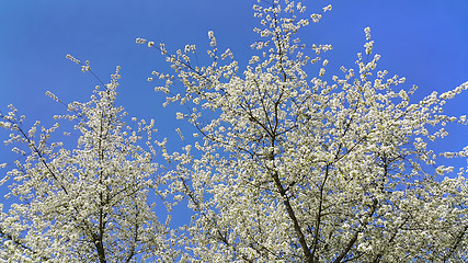 Image showing Beautiful spring flowering tree 