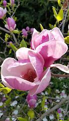 Image showing Branch of spring magnolia 