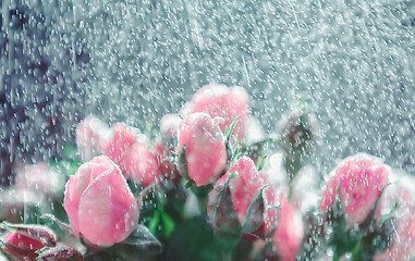 Image showing Roses under rain splashes out of focus