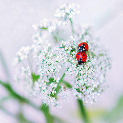 Image showing Ladybirds mating on white flowers