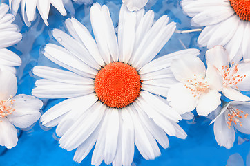 Image showing Flowers of chrysanthemums and jasmine closeup