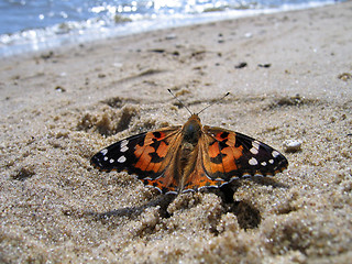 Image showing Painted Lady Butterfly on the sand