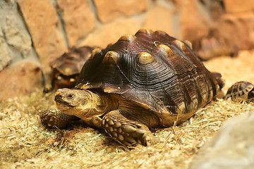 Image showing tortoise