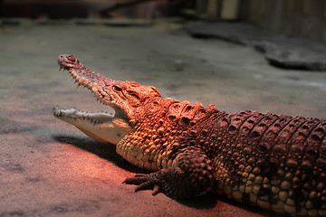 Image showing crocodile warming at the zoo