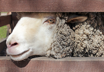 Image showing Sheep in Farm Corral