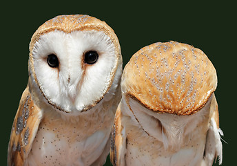 Image showing Two Barn Owls