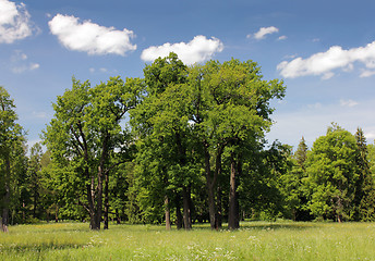 Image showing Oak Trees Landscape