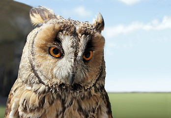 Image showing Small Owl