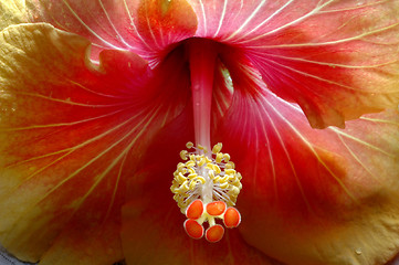 Image showing Hibiscus Flower