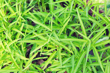 Image showing close up of green grass or herb outdoors