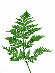 Image showing Christmas Fern