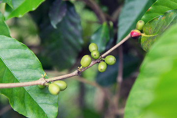 Image showing close up of green unripe coffee fruits on branch