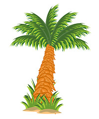 Image showing Tree palm