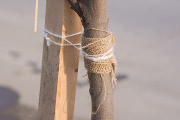 Image showing Garter sapling tree with a rope to a wooden bar