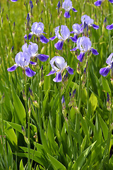 Image showing Blooming iris spring