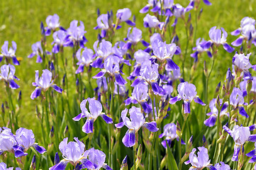 Image showing Blooming iris spring