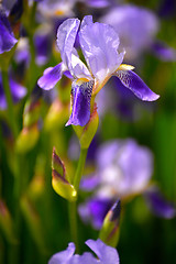 Image showing Blooming iris spring