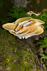 Image showing Mushroom Polyporus squamosus, growing on a tree (Polyporus Squamosus)