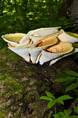 Image showing Mushroom Polyporus squamosus, growing on a tree (Polyporus Squamosus)