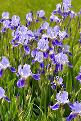 Image showing Blooming iris spring