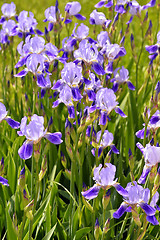 Image showing Blooming iris spring