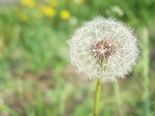 Image showing White dandelion