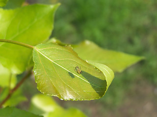 Image showing Spider on the leaf