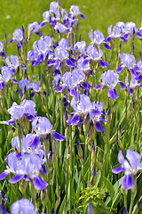 Image showing Blooming iris spring