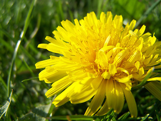 Image showing Macro of dandelion