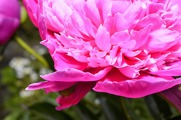 Image showing Detail of pink peony flower close-up out of focus