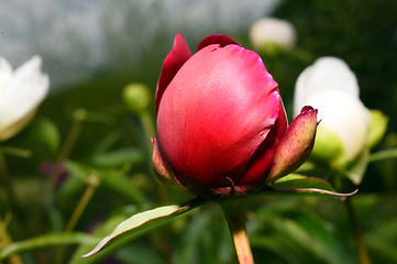 Image showing Red peony flower bud close-up on a background of green