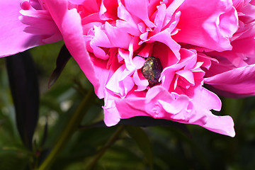 Image showing Flowering vines in the garden close-up