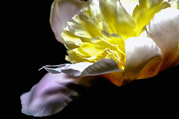 Image showing  Detail of yellow peony flower close-up out of focus