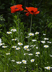 Image showing Flowering poppies and daisies on a green summer field