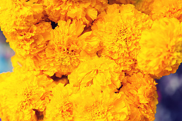 Image showing beautiful chrysanthemums flowers