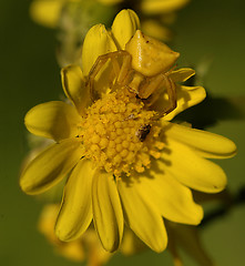 Image showing Camouflage