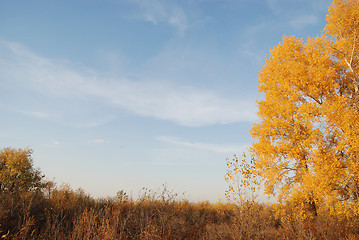 Image showing autumn landscape