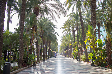 Image showing Palm alley at Alicante