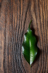 Image showing green leaf on wood board