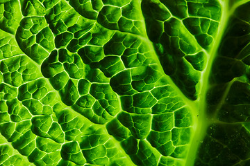 Image showing fresh savoy cabbage leaf